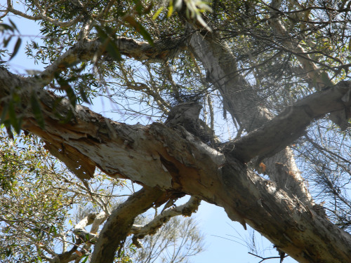 Tawny Frogmouth 